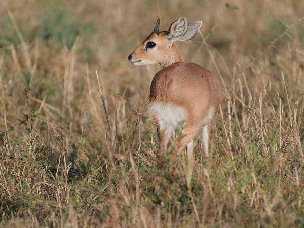 <h3><a href="/trips/tanzania/biota/animalia/chordata/mammalia/artiodactyla/bovidae/raphicerus campestris/raphicerus campestris-nl.html">Raphicerus&nbsp;campestris</a> / Steenbok / Steenbok</h3>OM-1 Mark II met OLYMPUS M.150-400mm F4.5, 1/2000 sec  bij F4.5, ISO 400, afstand 32.8&nbsp;m